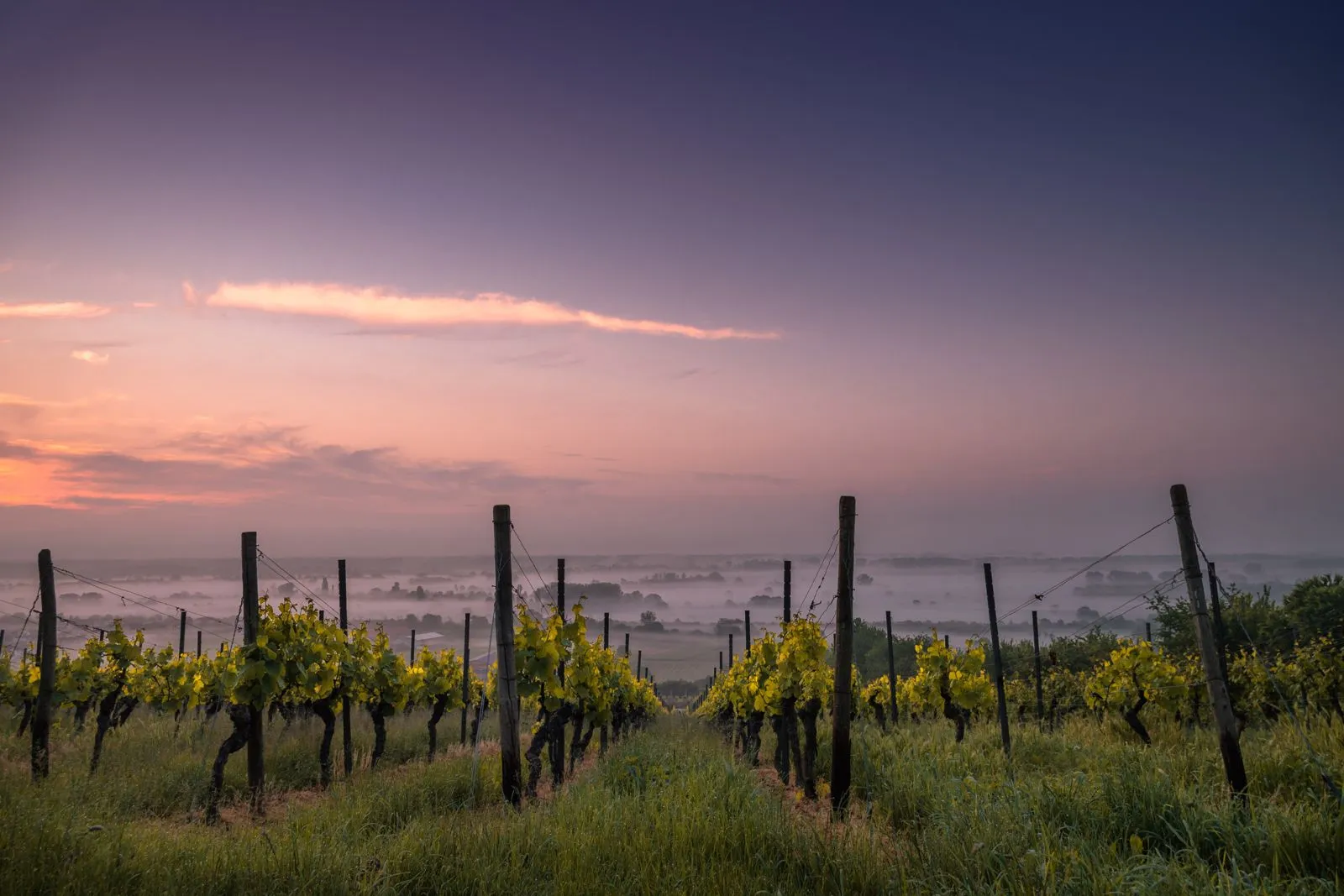 Vineyard